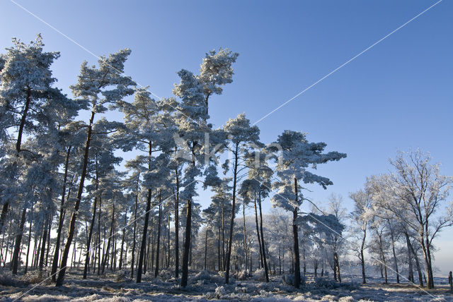 Grove den (Pinus sylvestris)