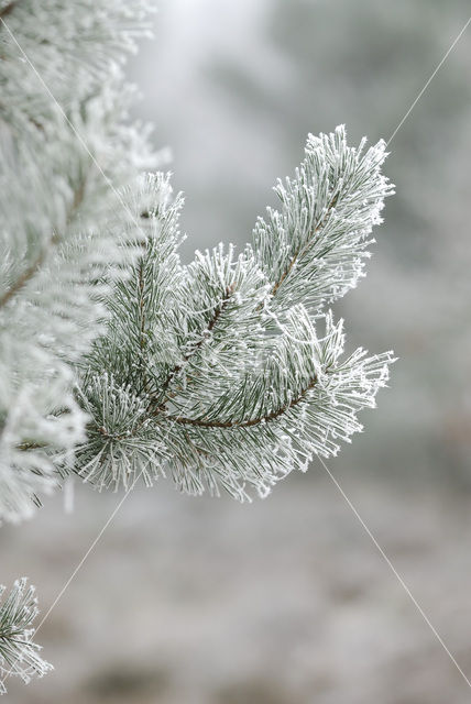 Grove den (Pinus sylvestris)