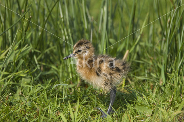 Grutto (Limosa limosa)