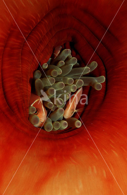 Halsband anemoonvis (Amphiprion perideraion)