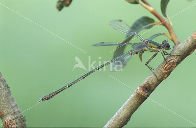 Houtpantserjuffer (Lestes viridis)