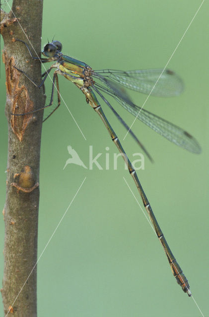 Houtpantserjuffer (Lestes viridis)