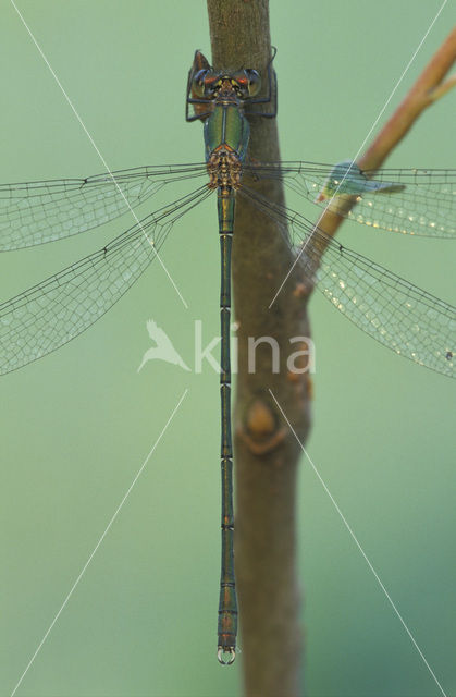 Houtpantserjuffer (Lestes viridis)