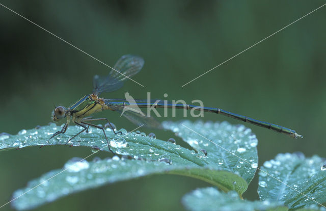 Houtpantserjuffer (Lestes viridis)