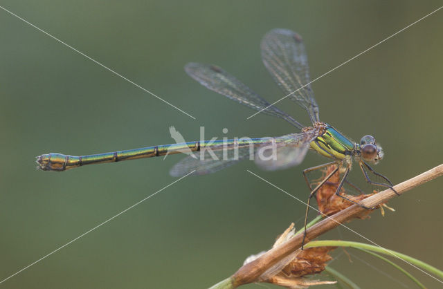 Houtpantserjuffer (Lestes viridis)