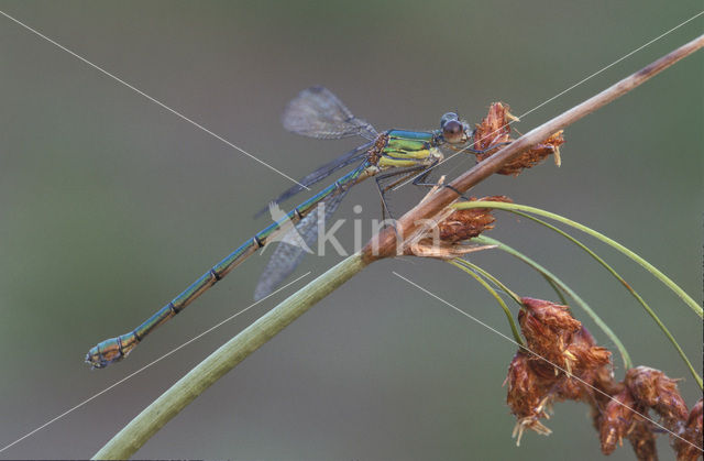 Houtpantserjuffer (Lestes viridis)