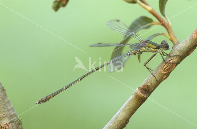 Houtpantserjuffer (Lestes viridis)