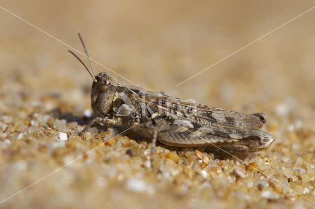 Jago’s Grasshopper (Dociostaurus jagoi)