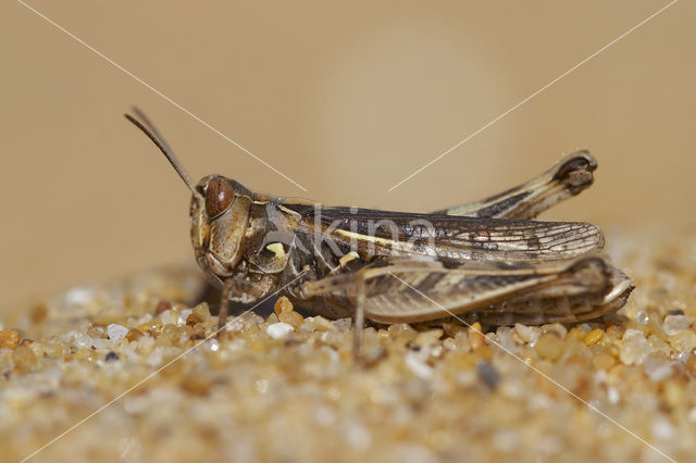 Jago’s Grasshopper (Dociostaurus jagoi)