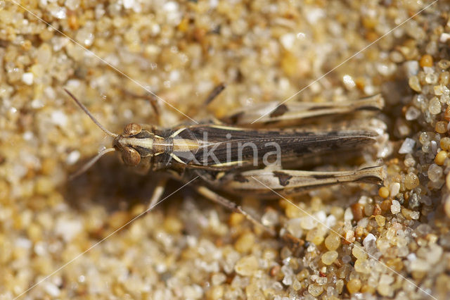 Jago’s Grasshopper (Dociostaurus jagoi)