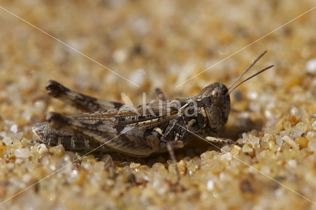 Jago’s Grasshopper (Dociostaurus jagoi)