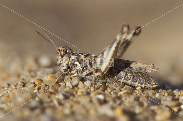 Jago’s Grasshopper (Dociostaurus jagoi)