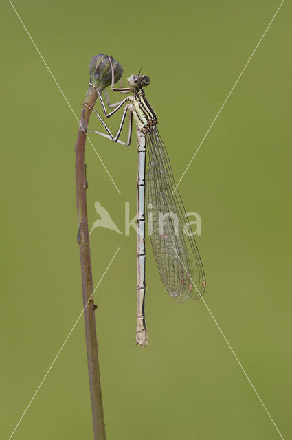 Kanaaljuffer (Erythromma lindenii)