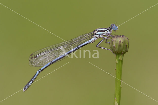 Kanaaljuffer (Erythromma lindenii)