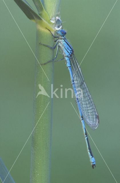 Kanaaljuffer (Erythromma lindenii)