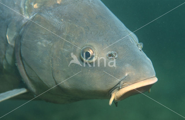 Common Carp (Cyprinus carpio)