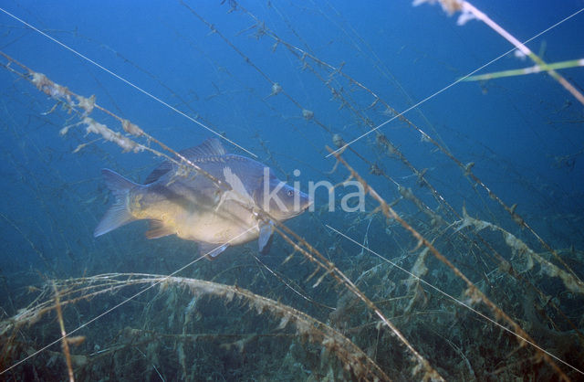 Karper (Cyprinus carpio)