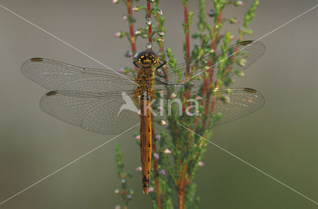 Kempense heidelibel (Sympetrum depressiusculum)