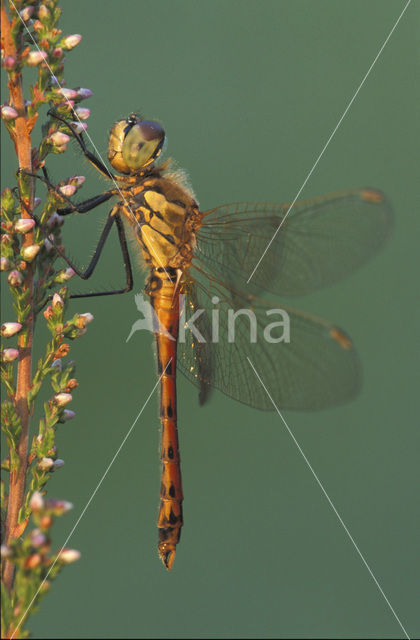 Kempense heidelibel (Sympetrum depressiusculum)