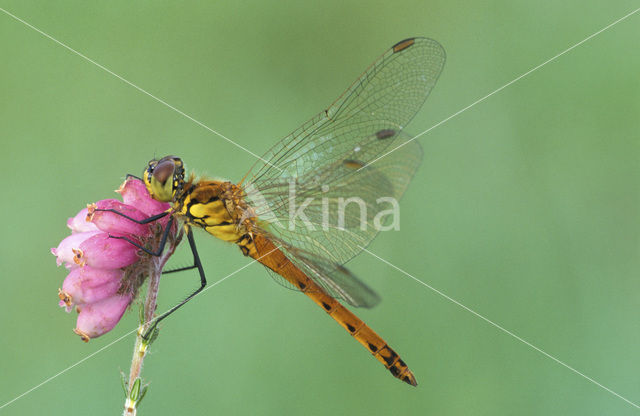 Kempense heidelibel (Sympetrum depressiusculum)