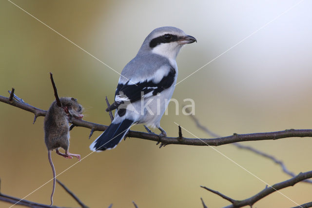 Klapekster (Lanius excubitor)