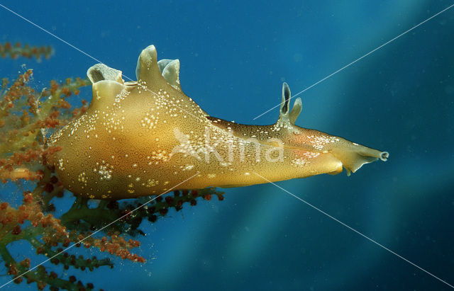 kleine gepunte zeehaas (Aplysia rosea)