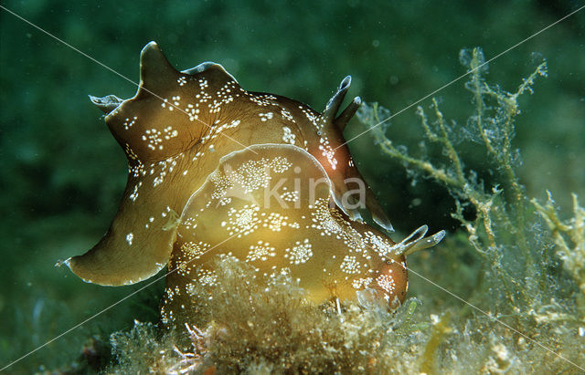 kleine gepunte zeehaas (Aplysia rosea)