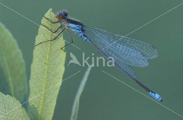 Kleine Roodoogjuffer (Erythromma viridulum)