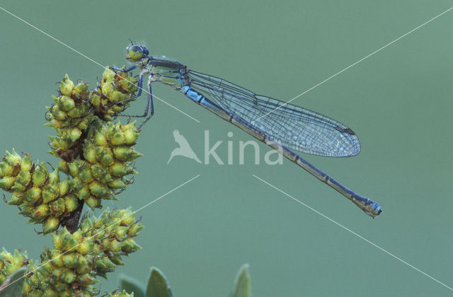 Kleine Roodoogjuffer (Erythromma viridulum)