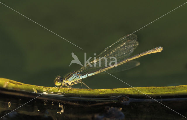 Kleine Roodoogjuffer (Erythromma viridulum)