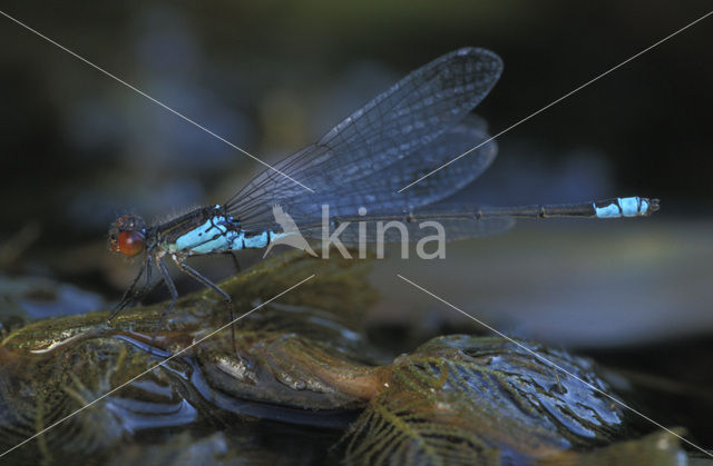 Kleine Roodoogjuffer (Erythromma viridulum)