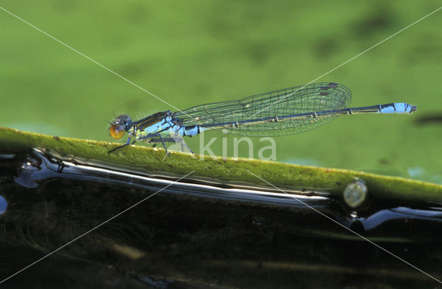 Kleine Roodoogjuffer (Erythromma viridulum)