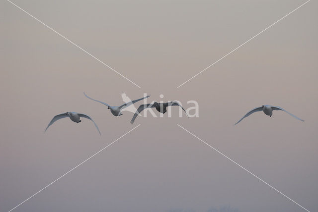 Knobbelzwaan (Cygnus olor)