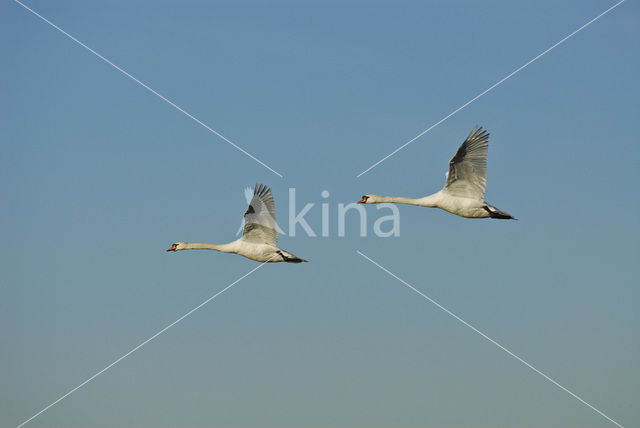 Knobbelzwaan (Cygnus olor)