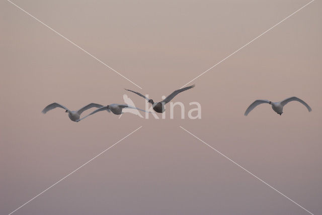 Knobbelzwaan (Cygnus olor)