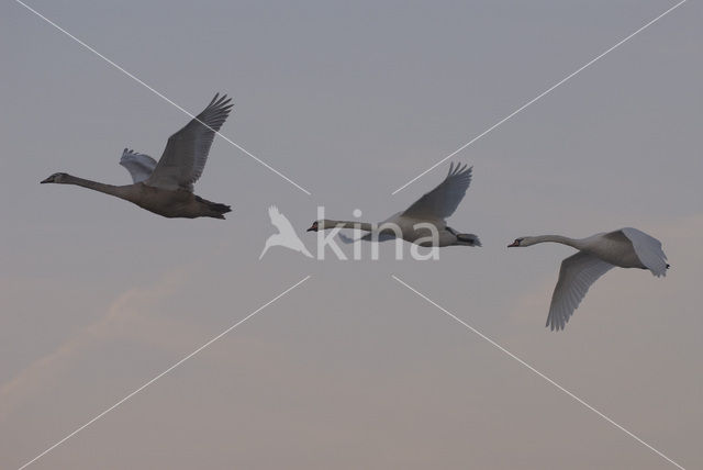 Knobbelzwaan (Cygnus olor)