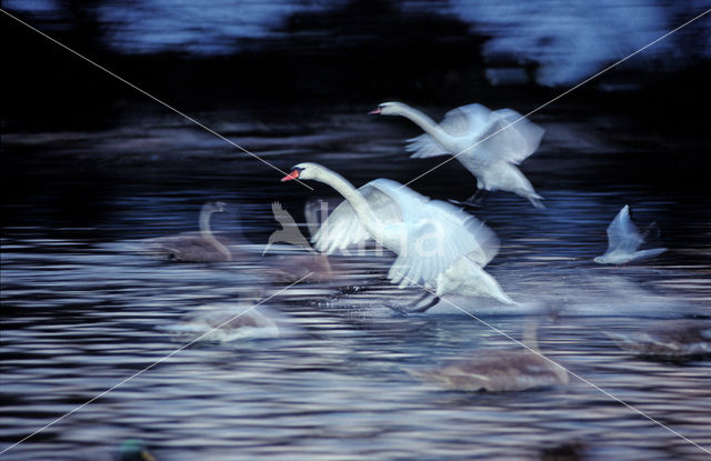 Knobbelzwaan (Cygnus olor)