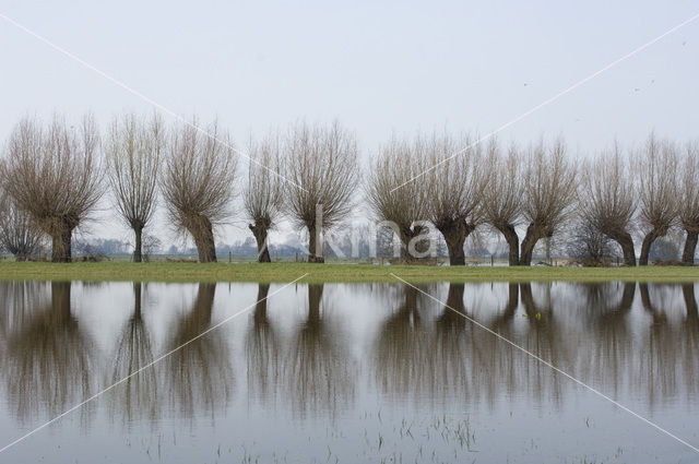 Knotwilg (Salix alba)