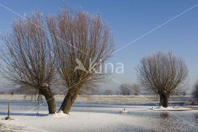 Knotwilg (Salix alba)