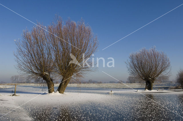 Knotwilg (Salix alba)