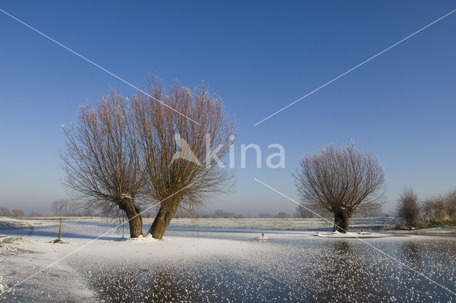 Knotwilg (Salix alba)