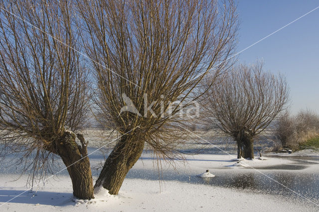 Knotwilg (Salix alba)