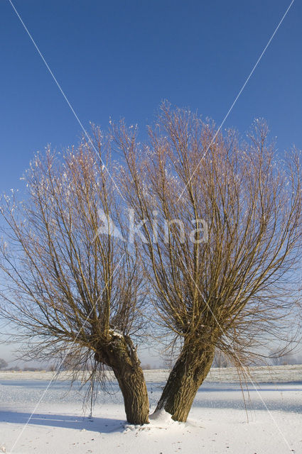 Knotwilg (Salix alba)