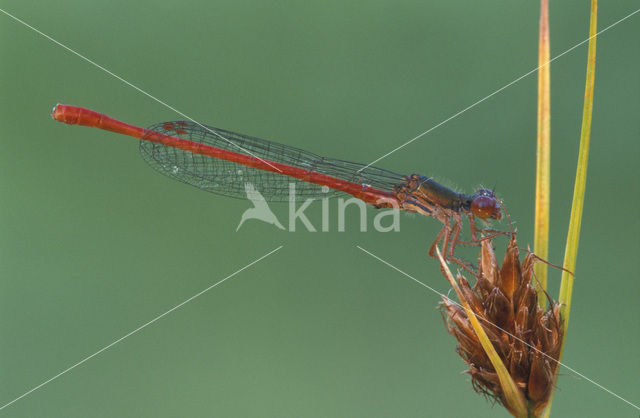 Koraaljuffer (Ceriagrion tenellum)