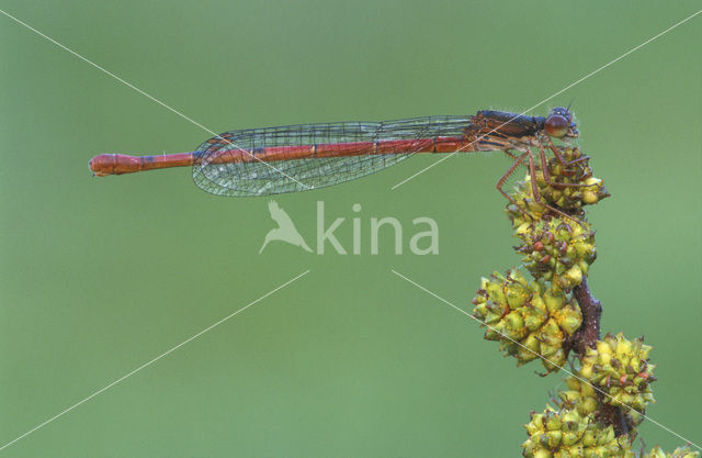 Koraaljuffer (Ceriagrion tenellum)