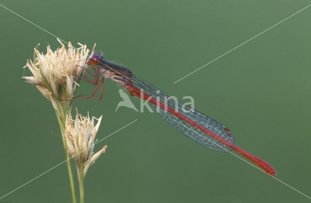 Koraaljuffer (Ceriagrion tenellum)