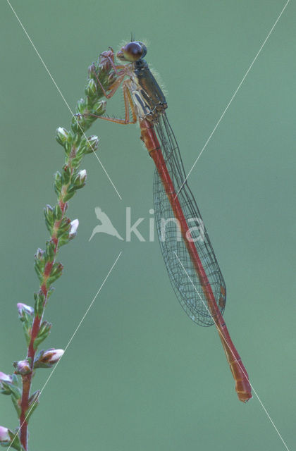 Koraaljuffer (Ceriagrion tenellum)