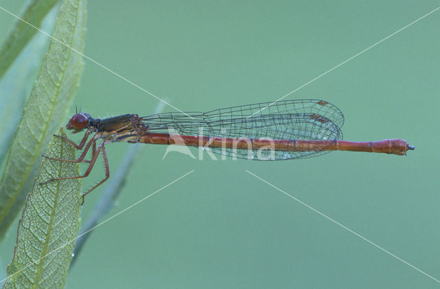 Koraaljuffer (Ceriagrion tenellum)