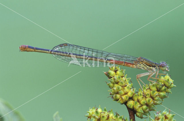 Koraaljuffer (Ceriagrion tenellum)