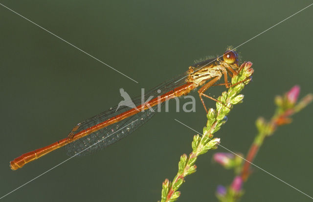 Koraaljuffer (Ceriagrion tenellum)